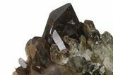 Dark Smoky Quartz Crystal Cluster - Brazil #137824-2